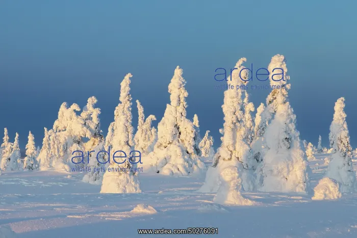 : Riisitunturi Winter : Riisitunturi Winter