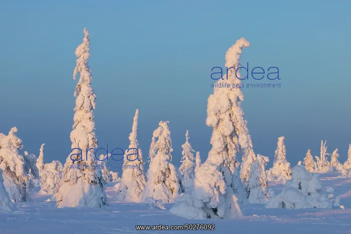 : Riisitunturi Winter : Riisitunturi Winter