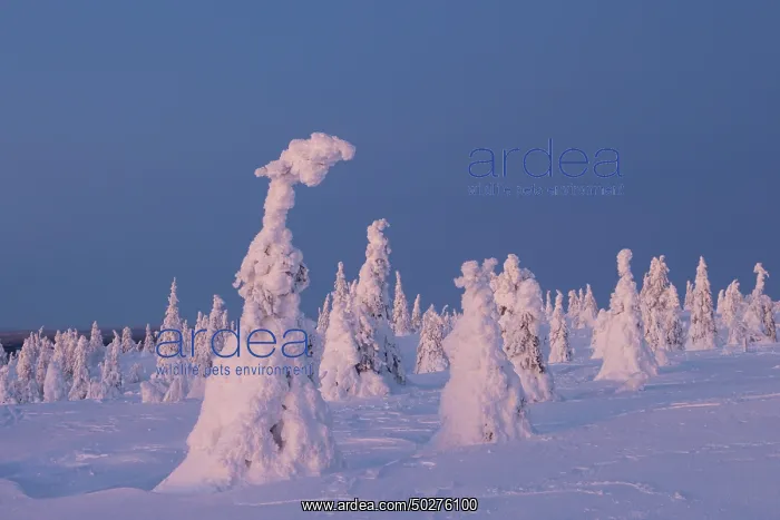 : Riisitunturi Winter : Riisitunturi Winter