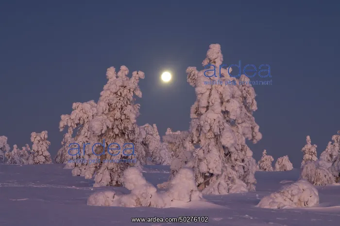 : Riisitunturi Winter : Riisitunturi Winter