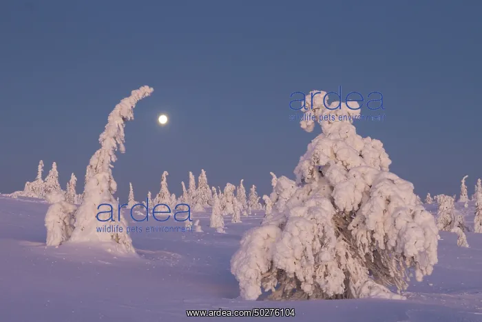 : Riisitunturi Winter : Riisitunturi Winter