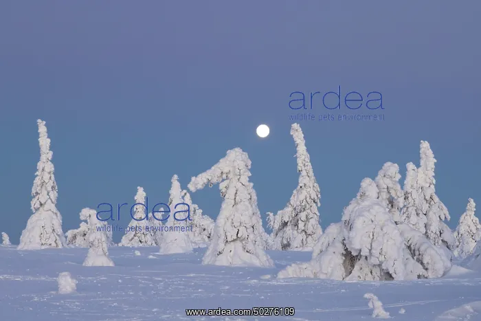 : Riisitunturi Winter : Riisitunturi Winter