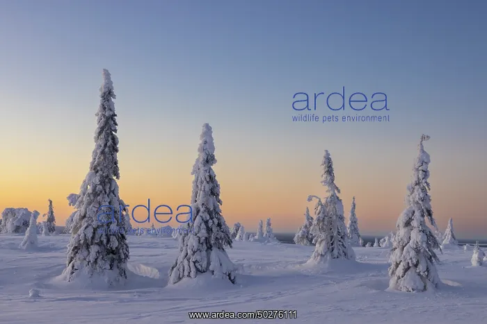 : Riisitunturi Winter : Riisitunturi Winter