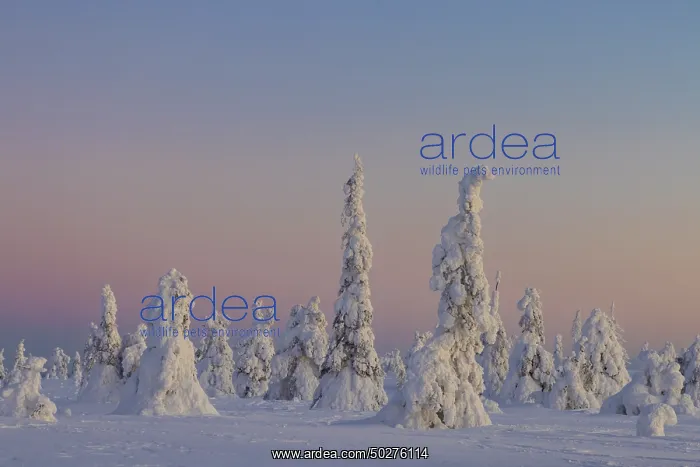 : Riisitunturi Winter : Riisitunturi Winter