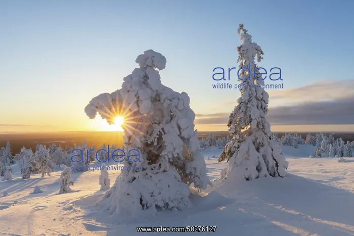 : Riisitunturi Winter : Riisitunturi Winter