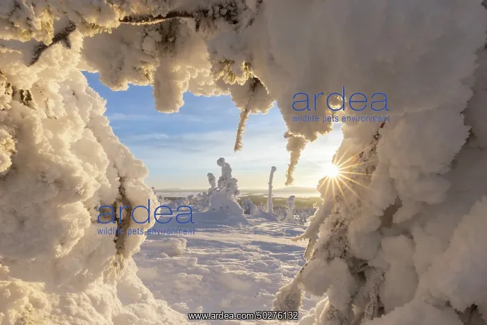 : Riisitunturi Winter : Riisitunturi Winter