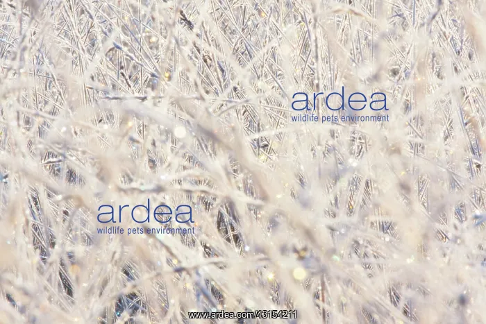  : Rime covered grasses in morning light