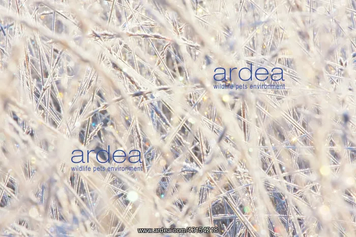 : Rime covered grasses in morning light : Rime covered grasses in morning light