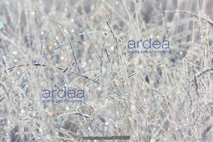 : Rime covered grasses in morning light : Rime covered grasses in morning light
