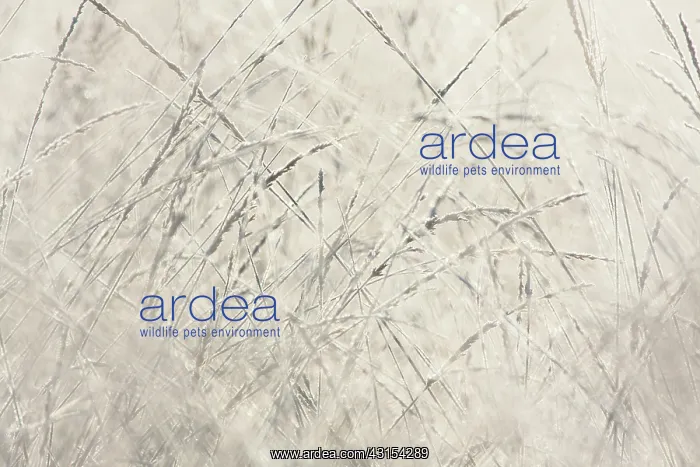 : Rime covered grasses in morning light : Rime covered grasses in morning light