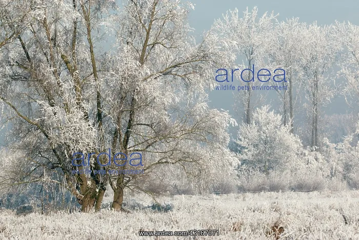 : Rime ice covered winter landscape : Rime ice covered winter landscape
