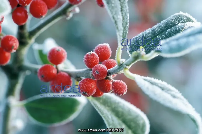  : Rimed berries of the holly - Frosted