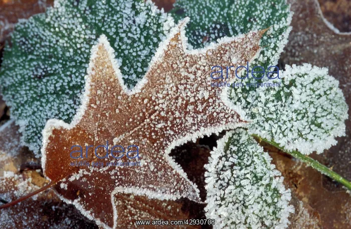 : Rimed Oak Leaf - with frost : Rimed Oak Leaf - with frost