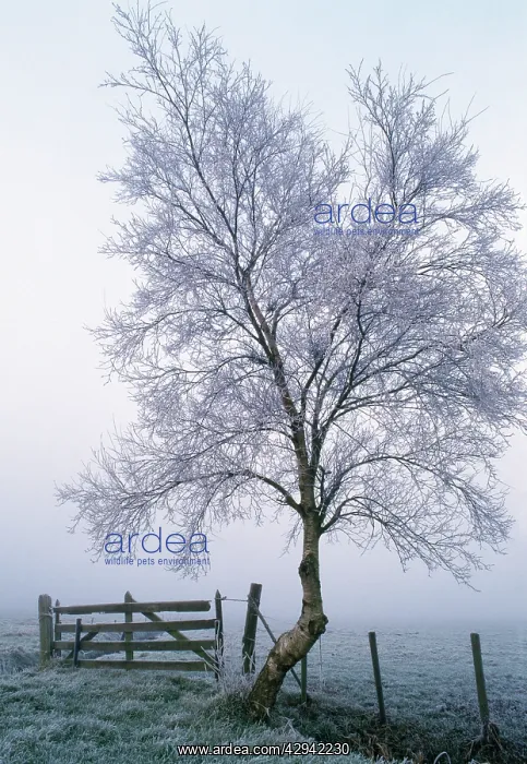  : Rimed Tree
