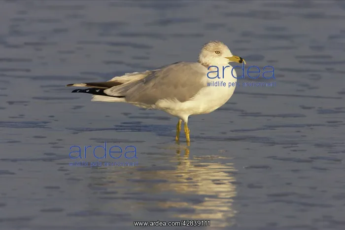 : Ring-Billed Gull : Ring-Billed Gull