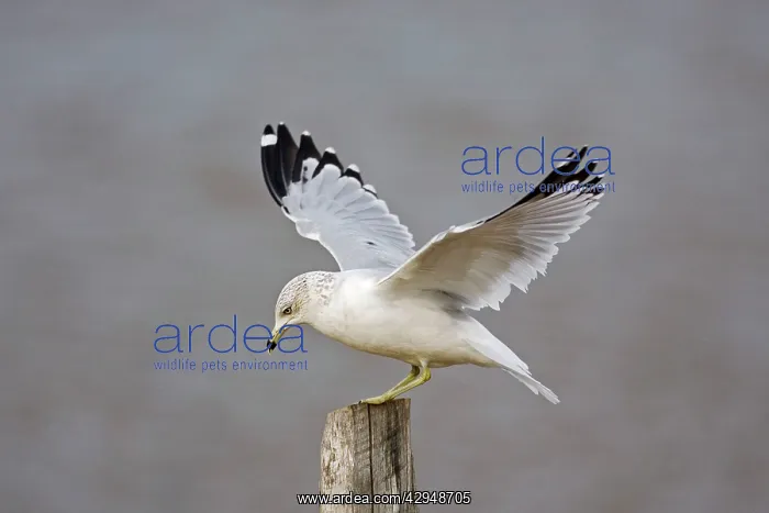 : Ring-billed Gull : Ring-billed Gull