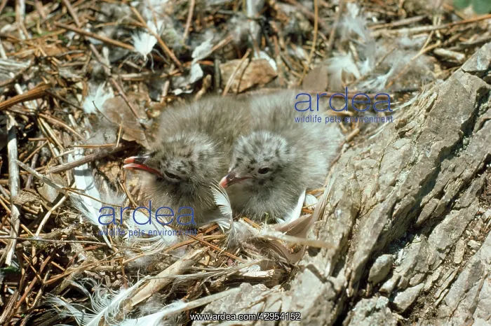 : Ring-billed Gull : Ring-billed Gull