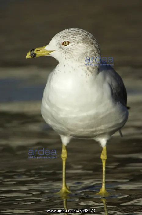: Ring-Billed Gull : Ring-Billed Gull
