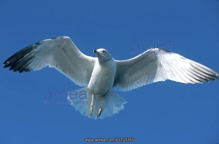 : Ring-billed Gull