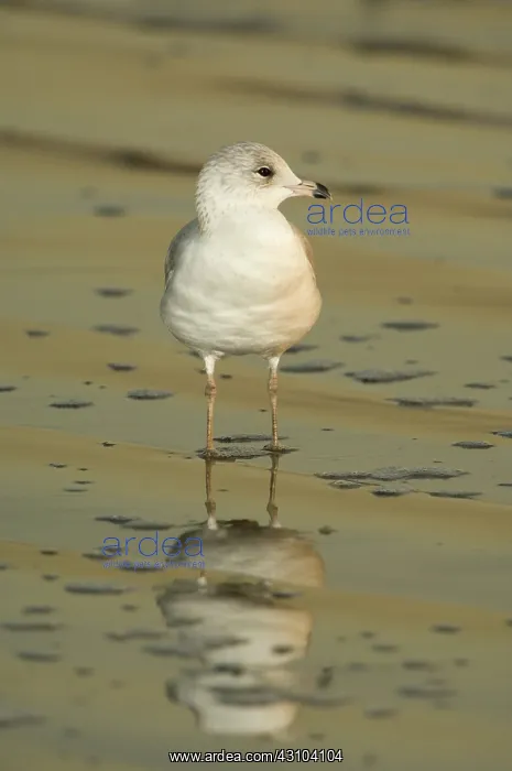 : Ring-Billed Gull : Ring-Billed Gull