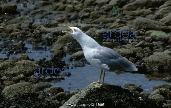 : Ring-billed Gull : Ring-billed Gull