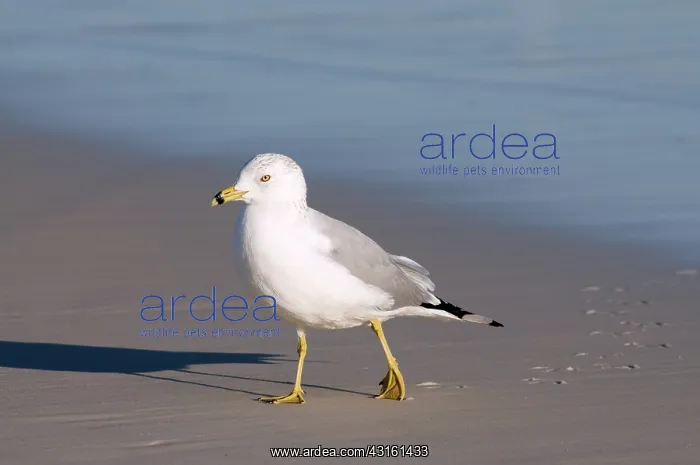  : Ring-billed Gull