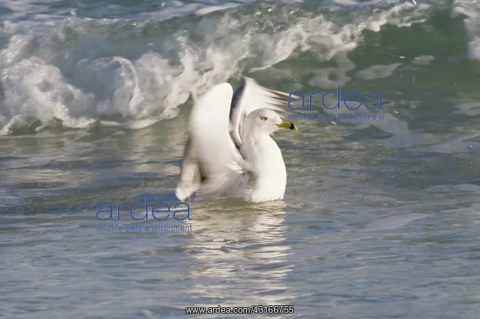: Ring-Billed Gull : Ring-Billed Gull