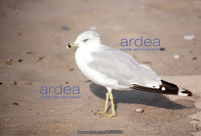 : Ring-Billed Gull - adult on beach, side profile : Ring-Billed Gull - adult on beach, side profile