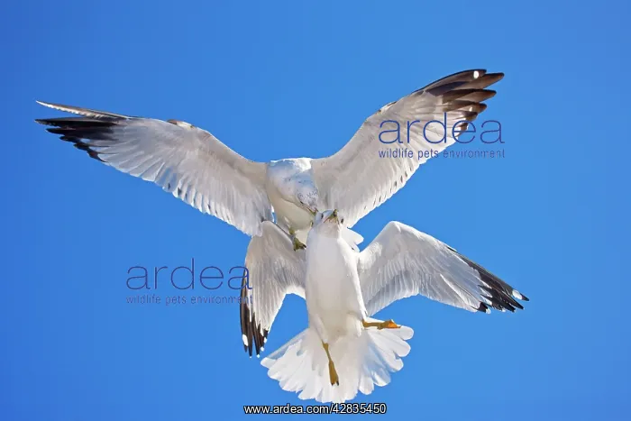 : Ring-billed Gull - Adult Fighting in air - Most : Ring-billed Gull - Adult Fighting in air - Most