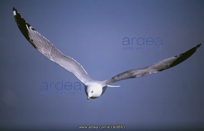 : RING-BILLED GULL - adult in flight : RING-BILLED GULL - adult in flight