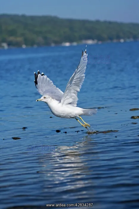 : Ring-billed Gull - Adult flying over lake : Ring-billed Gull - Adult flying over lake