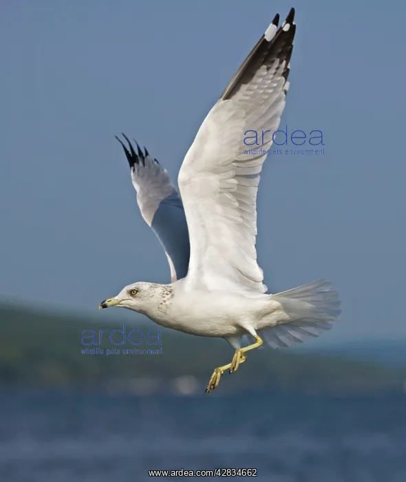 : Ring-billed Gull - Adult flying over lake : Ring-billed Gull - Adult flying over lake