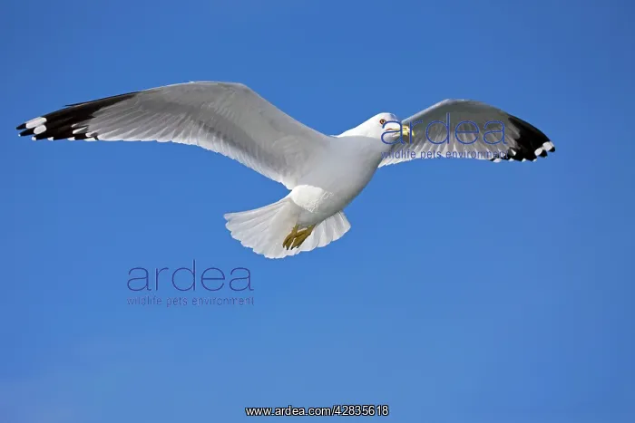 : Ring-billed Gull - Adult soaring : Ring-billed Gull - Adult soaring