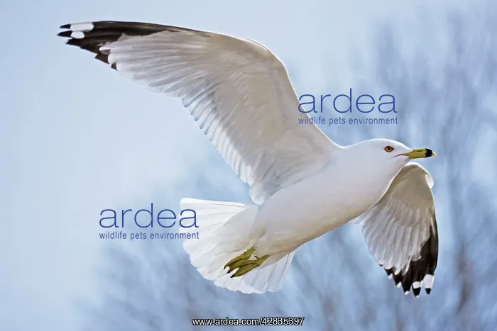  : Ring-billed Gull - Adult soaring - Most commonly