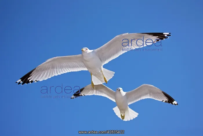 : Ring-billed Gull - Adult soaring - Most commonly : Ring-billed Gull - Adult soaring - Most commonly