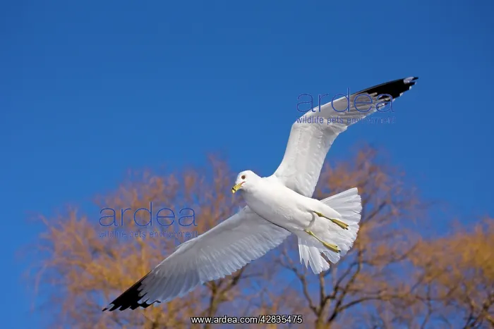 : Ring-billed Gull - Adult soaring - Most commonly : Ring-billed Gull - Adult soaring - Most commonly