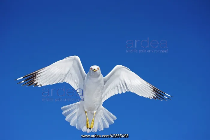 : Ring-billed Gull - Adult soaring - Most commonly : Ring-billed Gull - Adult soaring - Most commonly