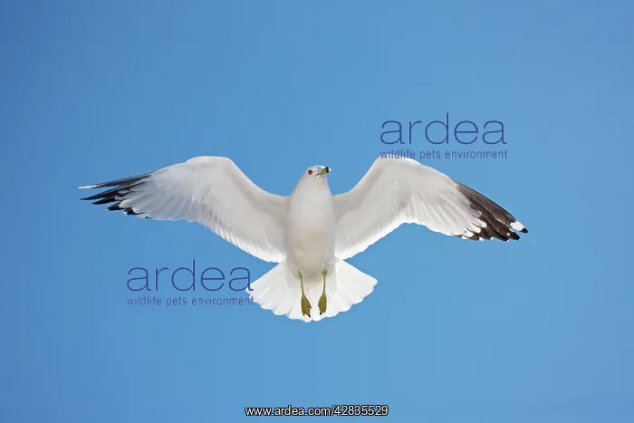 : Ring-billed Gull - adult soaring - Most commonly : Ring-billed Gull - adult soaring - Most commonly