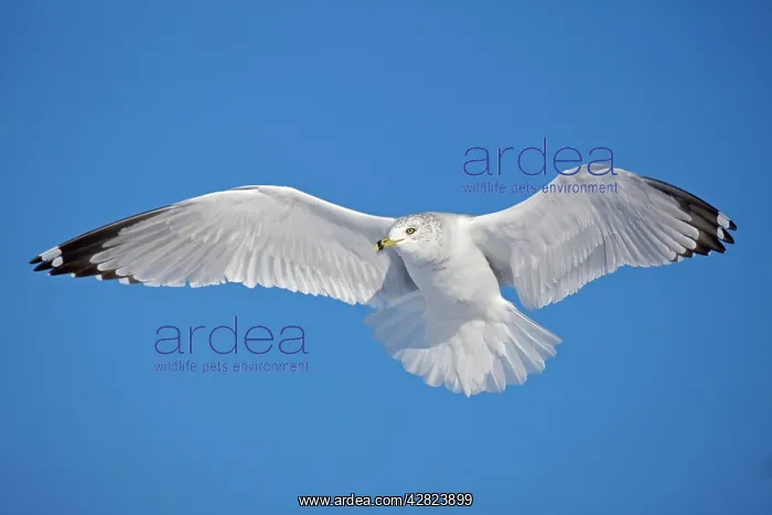  : Ring-billed Gull - adult soaring in flight