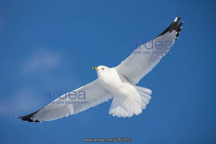 : Ring-billed Gull - adult soaring in flight : Ring-billed Gull - adult soaring in flight