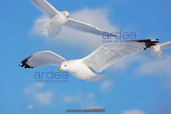 : Ring-billed Gull - adult soaring in flight : Ring-billed Gull - adult soaring in flight