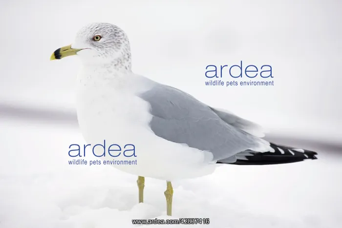 : Ring-billed Gull - adult standing in snow : Ring-billed Gull - adult standing in snow