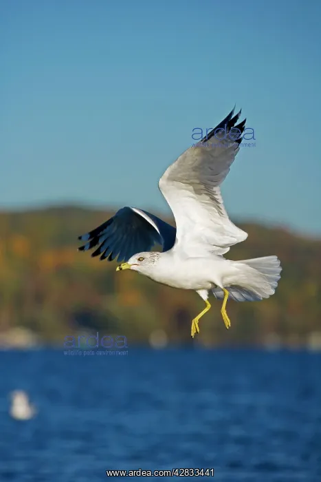 : Ring-billed Gull - adult taking off from lake : Ring-billed Gull - adult taking off from lake