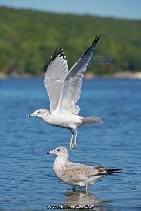 : Ring-billed Gull - Adult taking off from lake - : Ring-billed Gull - Adult taking off from lake -