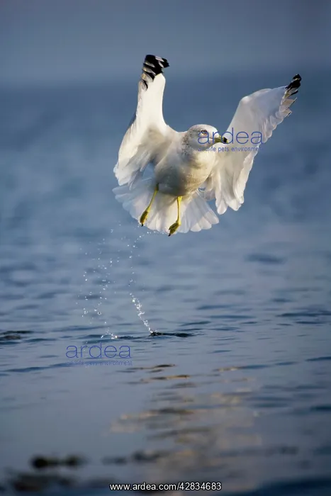 : Ring-billed Gull - Adult taking off from lake : Ring-billed Gull - Adult taking off from lake