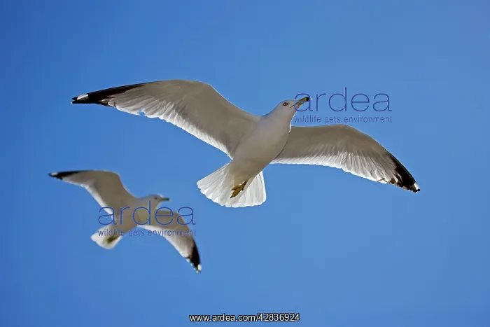 : Ring-billed Gull - Adults in flight : Ring-billed Gull - Adults in flight