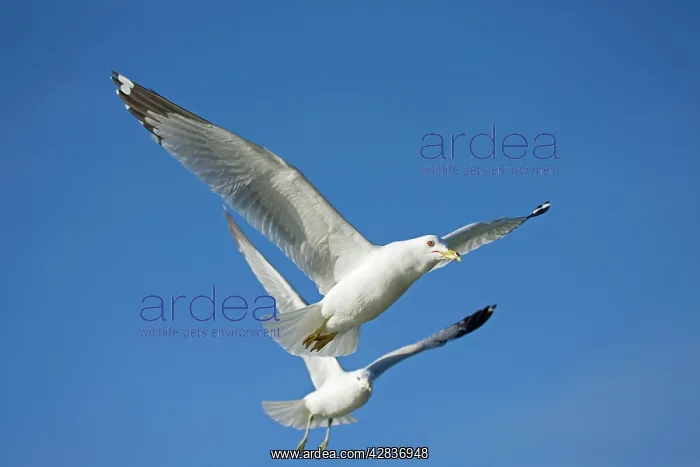 : Ring-billed Gull - Adults in flight : Ring-billed Gull - Adults in flight