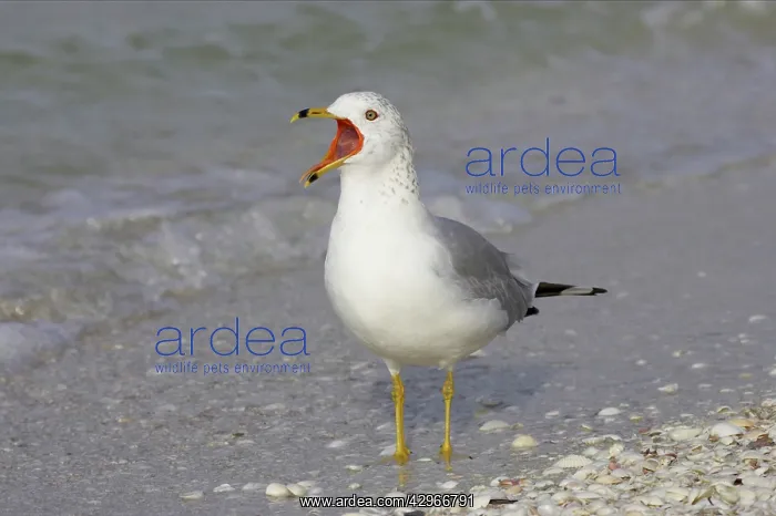 : Ring Billed Gull - calling : Ring Billed Gull - calling