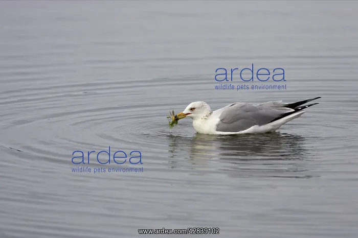 : Ring-Billed Gull with crab : Ring-Billed Gull with crab