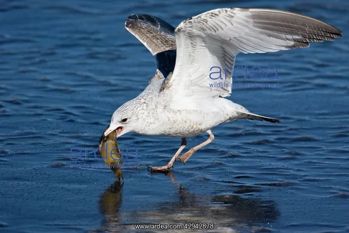 : Ring-billed Gull - in first winter plumage with fish : Ring-billed Gull - in first winter plumage with fish